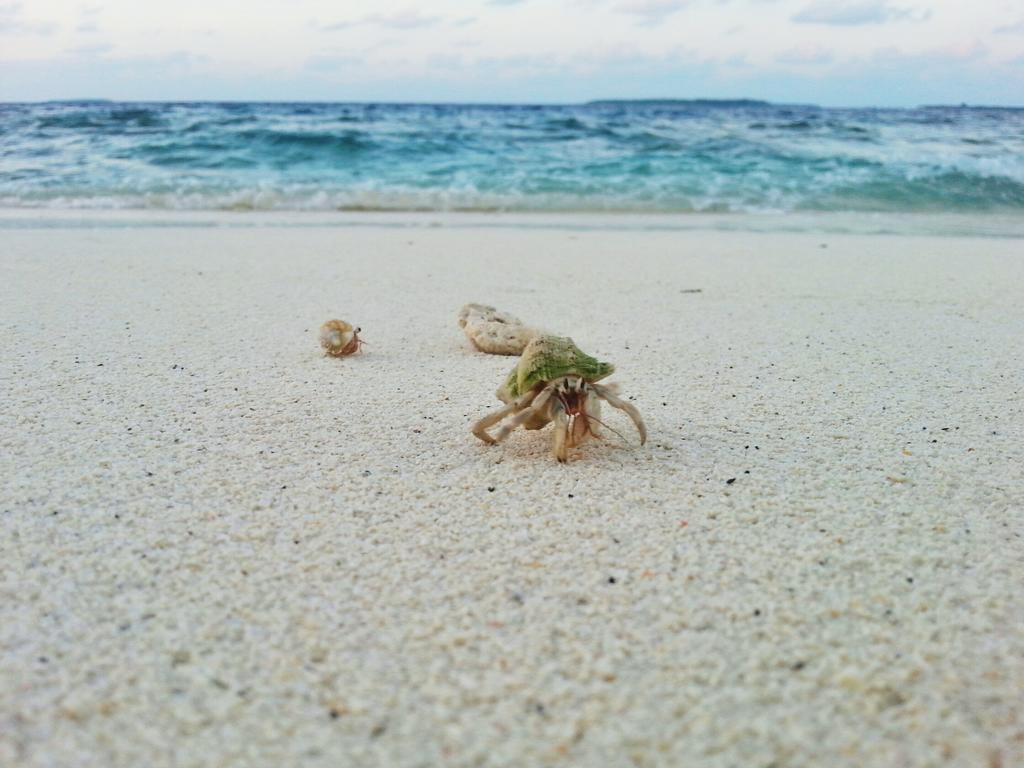 Lvis Blancura Hotel Dharavandhoo Dış mekan fotoğraf