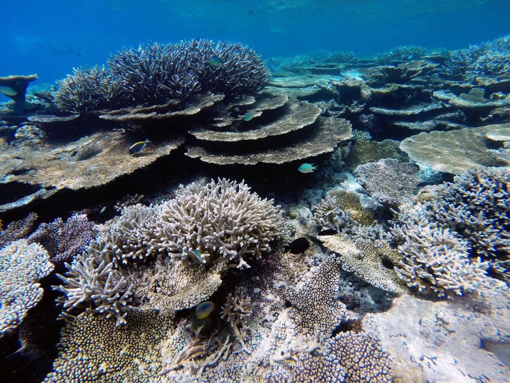 Lvis Blancura Hotel Dharavandhoo Dış mekan fotoğraf